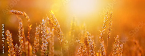 Spikelets of wheat in the field at sunset in bright red tones