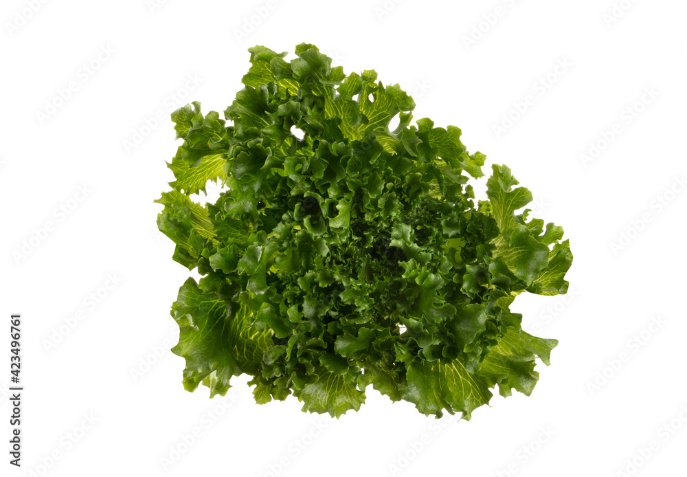 Salad leaves Bio lettuce isolated on white background. Salad leaves Bio lettuce isolated on white background.