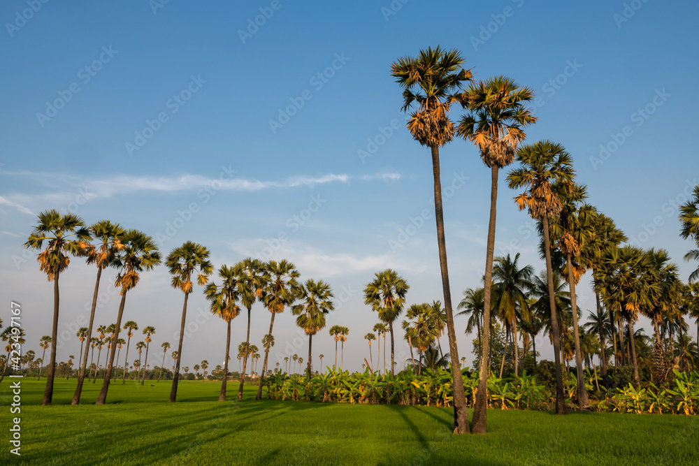Obraz premium Palm sugar trees and paddy rice field in Thailand