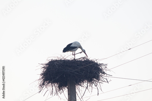 stork in nest
