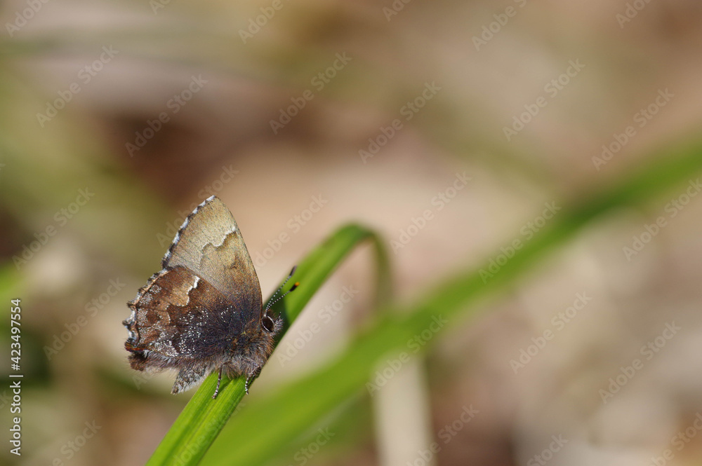 コツバメ(Callophrys ferrea) コツバメ(Callophrys ferrea)