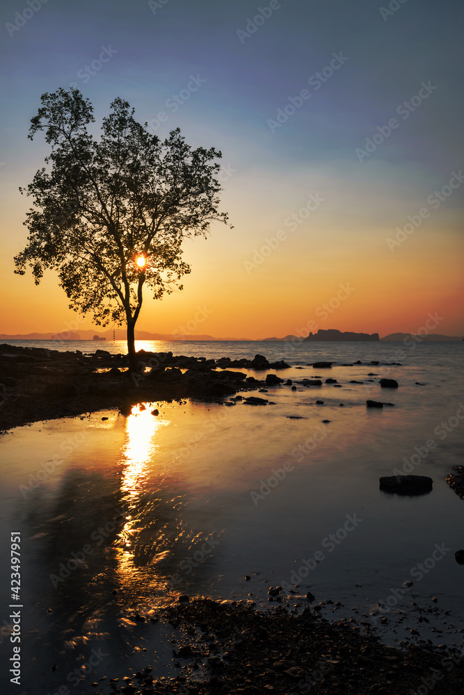 Silhouette tree against sunset at Krabi beach Silhouette tree against sunset at Krabi beach