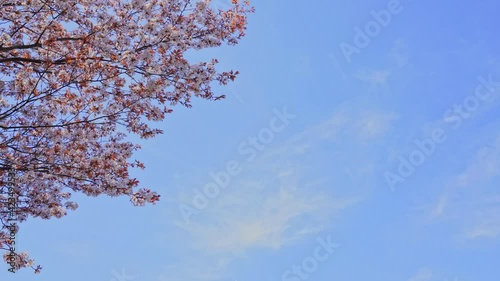 桜　空の背景
