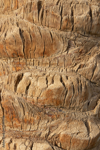 Fragment of palm tree bark close-up, wood texture, fibrous structure, wallpaper, background