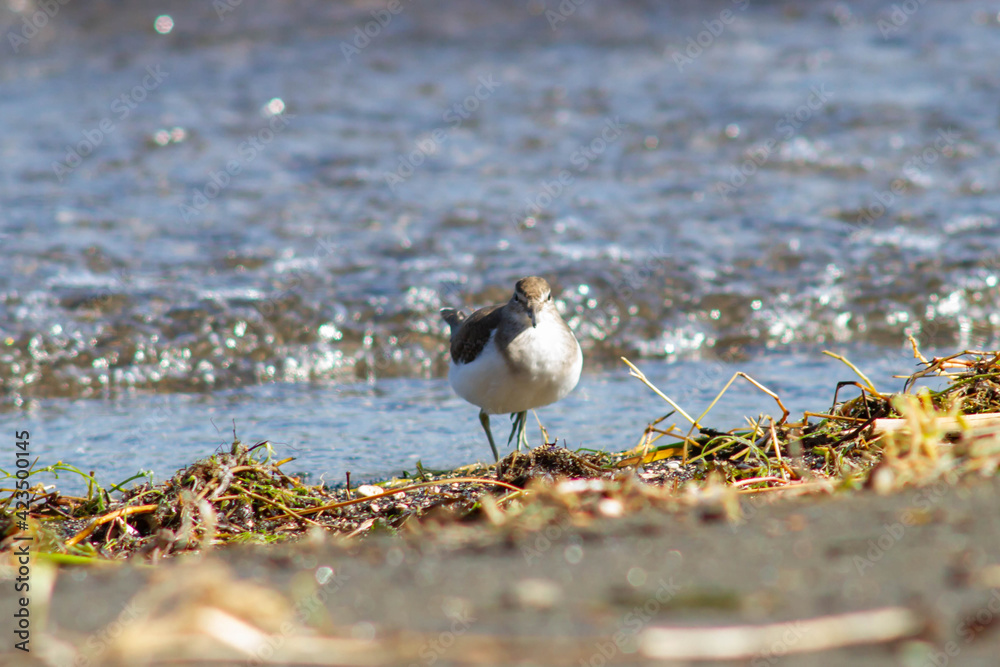 The small sandpiper (curlew or snipe) living on the shores,in The Santo Celso wood , located on the shore of the lake in the municipality of Bracciano,Bracciano Lake , Italy.Wildlife and wildness The small sandpiper (curlew or snipe) living on the shores,in The Santo Celso wood , located on the shore of the lake in the municipality of Bracciano,Bracciano Lake , Italy.Wildlife and wildness