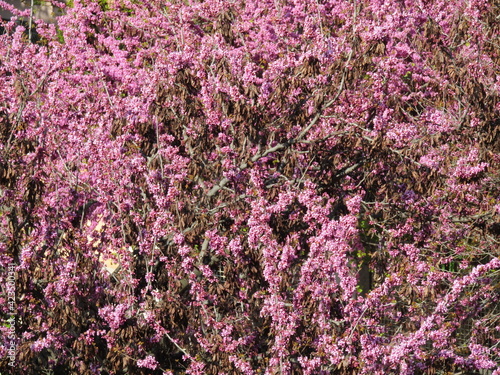 tree full of pink flowers  springtime  background