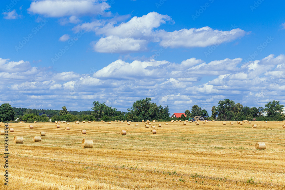 Fototapeta premium The combine harvests ripe wheat in the grain field.