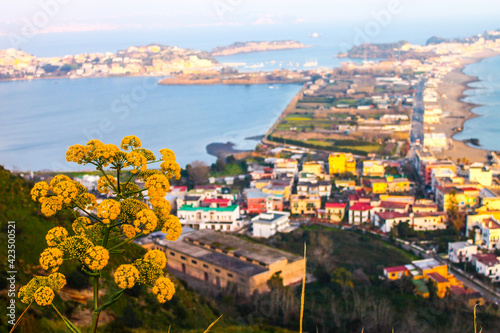 Natureflowers Monte di Procida (NA)
EOS Canon 1100D Obb:18-55mm   photo
