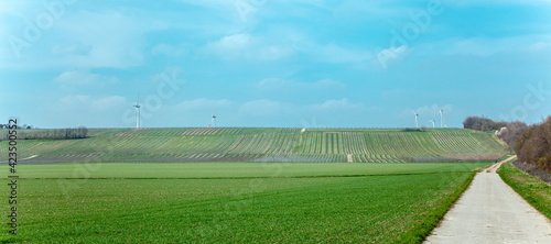 Wind turbines in green Landscape panorama agriculture field wheat, Rows of grapes bunches in vineyard, on a hill 