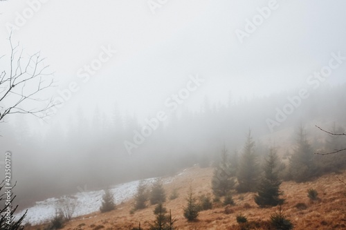 Mysterious forest in the Carpathian mountains