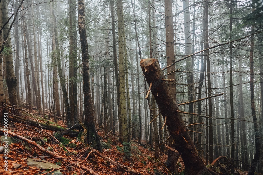 Mysterious forest in the Carpathian mountains Mysterious forest in the Carpathian mountains