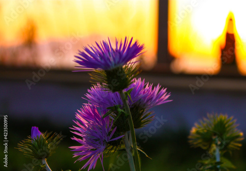 Natureflowers Monte di Procida  NA  EOS Canon 1100D Obb 18-55mm 