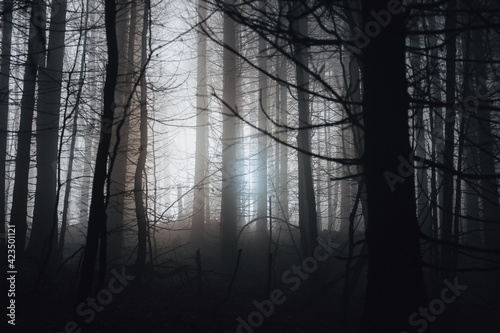 Mysterious forest in the Carpathian mountains