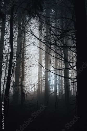 Mysterious forest in the Carpathian mountains