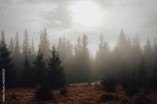 Mysterious forest in the Carpathian mountains