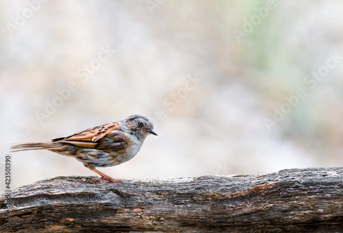 A beautiful dunnock in my garden.