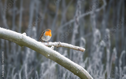 Litlle robin on a frosty morning.