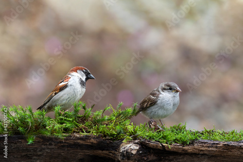 A proud (sparrow) father with his daughter.