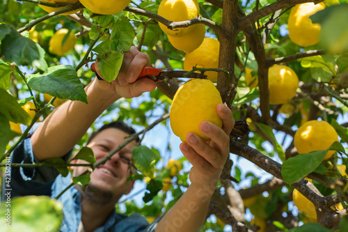 Smiling young man farmer harvesting, picking lemons in the orchard