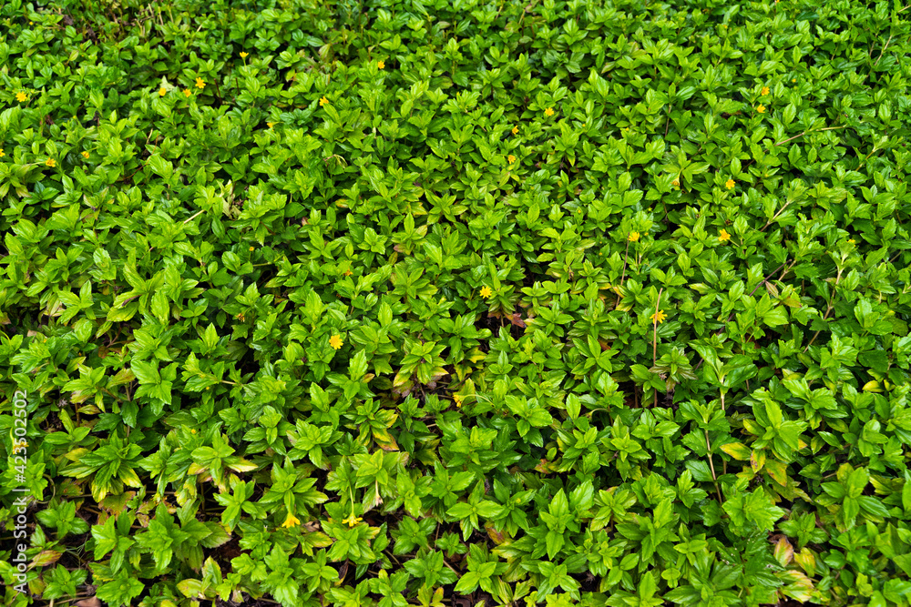 Bed of greenery, bed of green leaves, bed of flowers, green plants background, background of grass, green background yellow flowers, Leafy background. Background of leaves. Bed of greenery, bed of green leaves, bed of flowers, green plants background, background of grass, green background yellow flowers, Leafy background. Background of leaves.