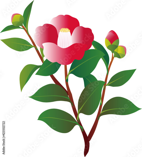 椿　つばき　ツバキ　花　冬　イラスト素材