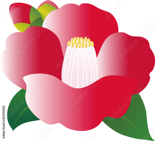 椿　つばき　ツバキ　花　冬　イラスト素材