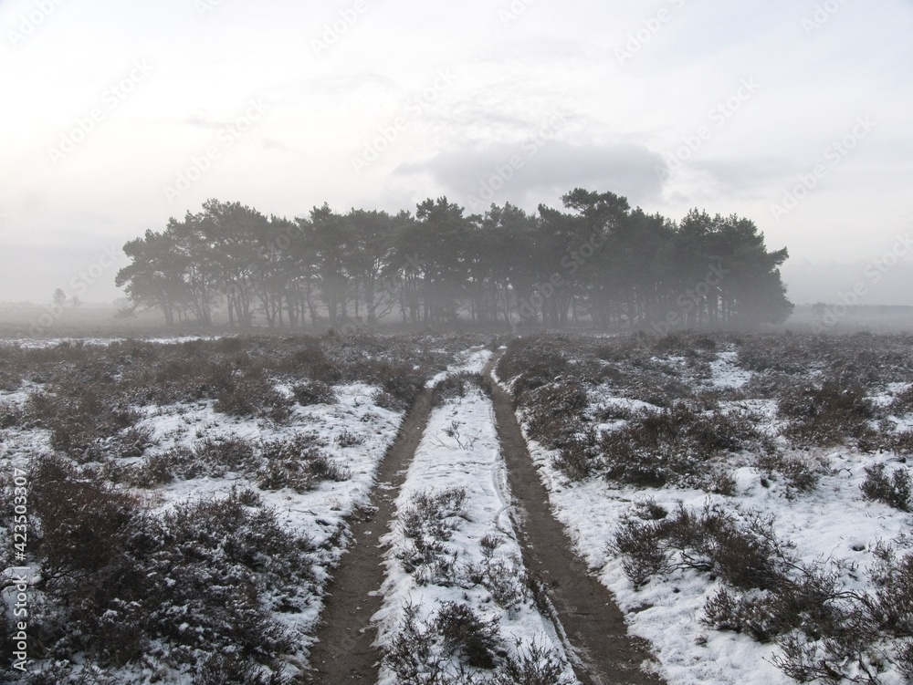 Fototapeta premium Snow on field of heather in the Netherlands at the westerheide in Hilversum, het Gooi, Noord-Holland, Netherlands, stock photography
