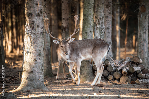 beautiful deer standing in a forest © Csák István