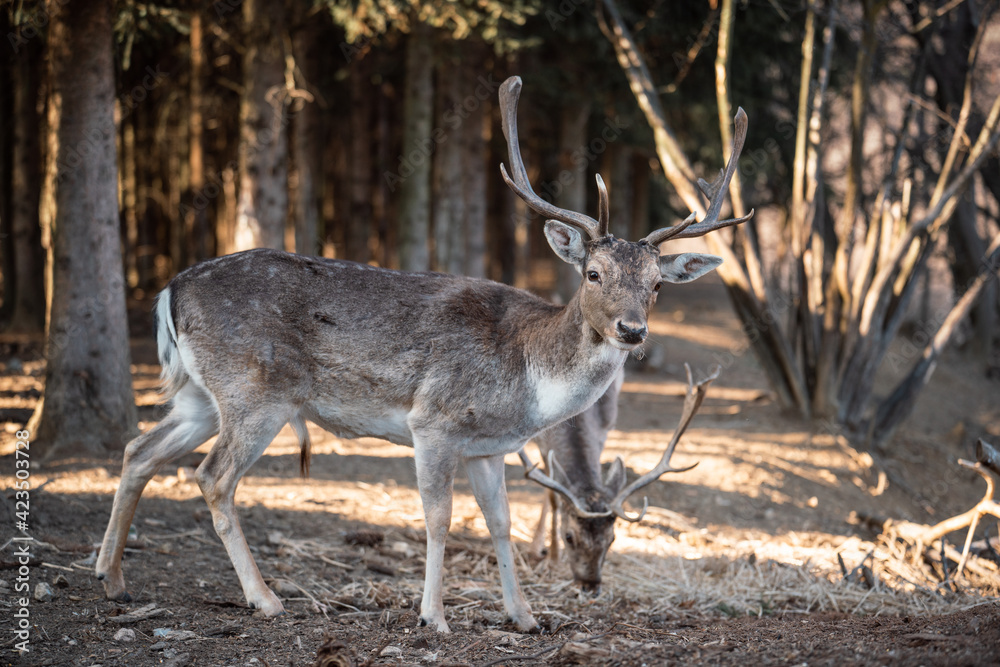 beautiful deer standing in a forest beautiful deer standing in a forest