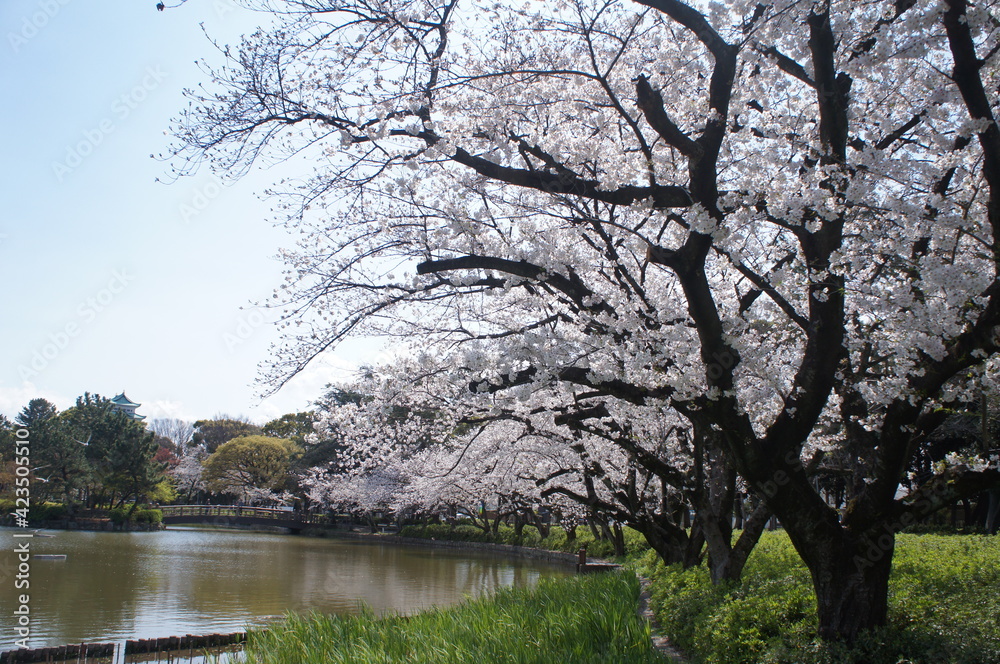 桜
