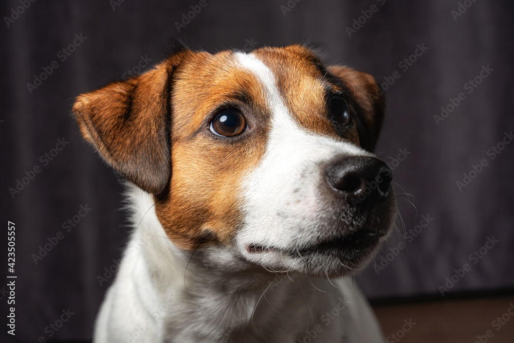 Frontal portrait of dog Jack Russell Terrier breed in a dark studio on a black background. Close up of a dog's muzzle. Silhouette. Slow motion.