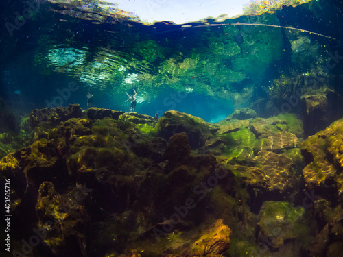 Fototapeta Naklejka Na Ścianę i Meble -  Freshwater shallows (Cenote Ponderosa, Playa del Carmen, Quintana Roo, Mexico)
