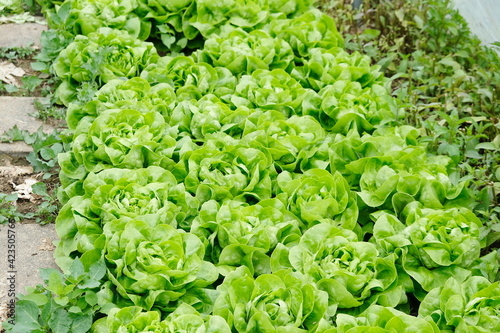 FU 2020-04-28 StoFeld 44 Salatköpfe in Reihenbepflanzung