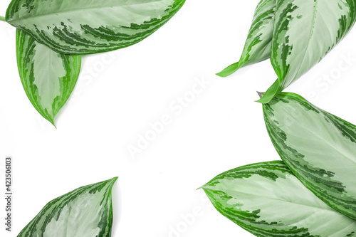 tropical leaves isolated on white background with text place .