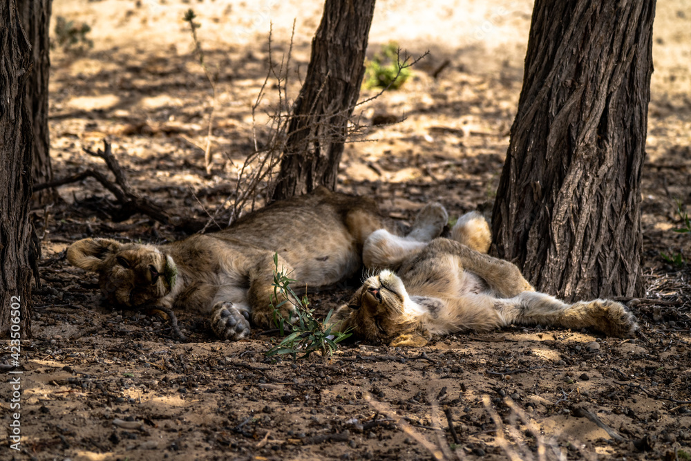 Two sleeping lion cubs in the shadow of a tree Two sleeping lion cubs in the shadow of a tree
