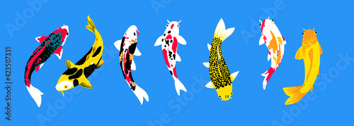 Koi carp collection. View from above. Japanese, Chinese colorful carps, traditional Asian pond. for design decoration on the theme, fish farming, symbol of wealth, traditional oriental fishing. Vector