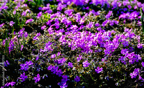 purple flowers on grass. Japanese  garden.