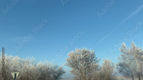 White trees against blue sky