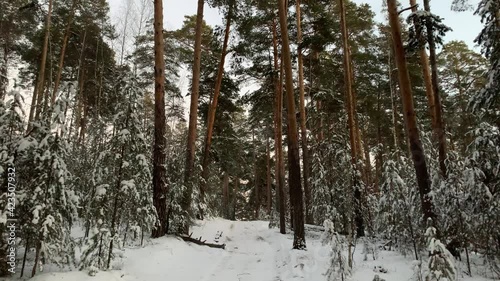 Winter forest. Pine trees covered with snow