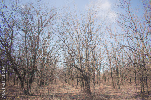 Wallpaper Mural forest Torontodigital.ca