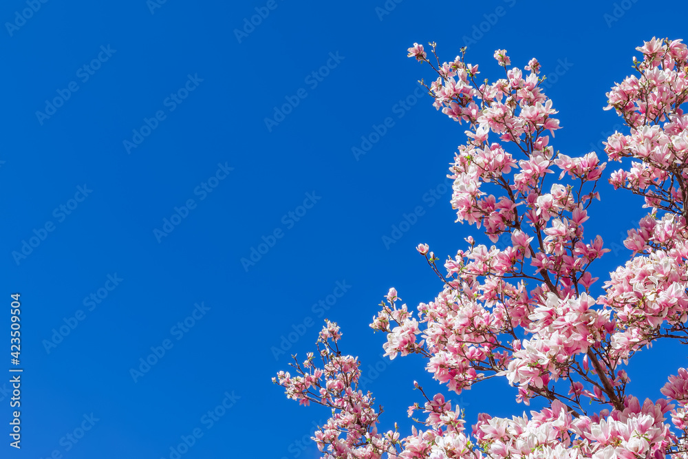 A branch of blooming purple magnolia against the background of the purest blue sky A branch of blooming purple magnolia against the background of the purest blue sky
