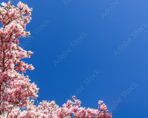 Natural pink magnolia flower frame. Pink magnolia flowers on blue sky background