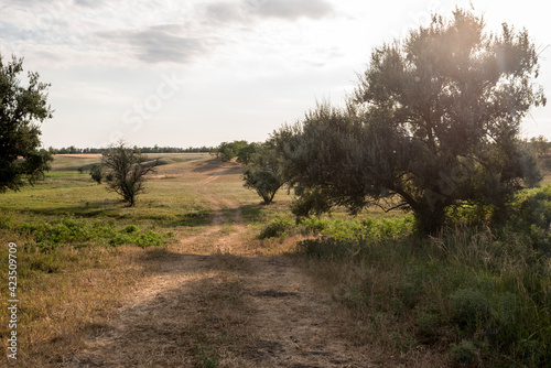 trees in the countryside