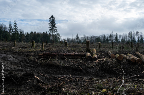 Forestry operations in Westridge Woods. Clear felled trees and log piles. Gloucestershire.