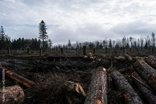 Forestry operations in Westridge Wood. Clear felling of mature trees. Gloucestershire 