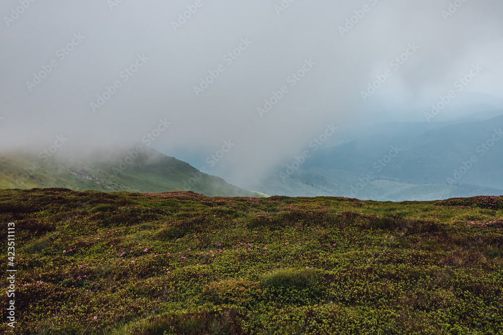 Fototapeta premium Carpathian mountains, summer, clouds, flowers, forest