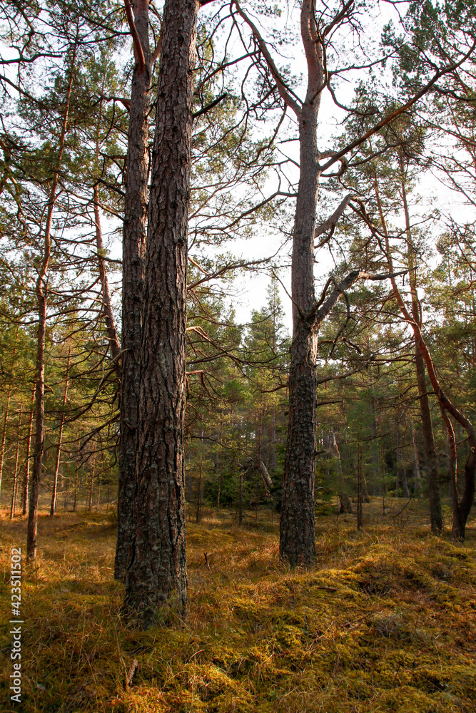 trees in spring