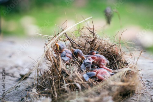 Group of hungry baby birds sitting in their nest on blooming © tarfullhd