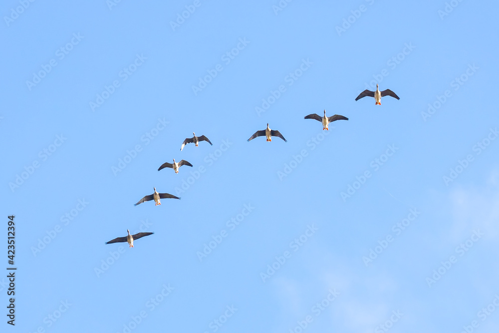 Vogelzug. Wilde Gänse am blauen Himmel. Vogelzug. Wilde Gänse am blauen Himmel.