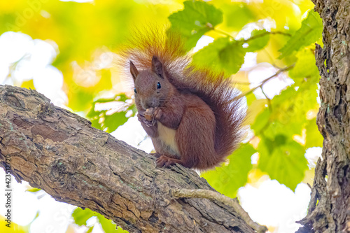 Früchte( Nüsse ) knappern auf einem Ast sitzendes Eichhörnchen. photo